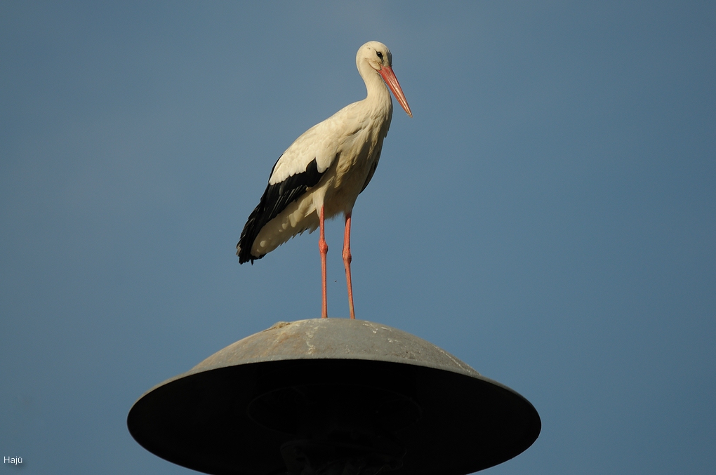 aacomp DSC 6999 1389