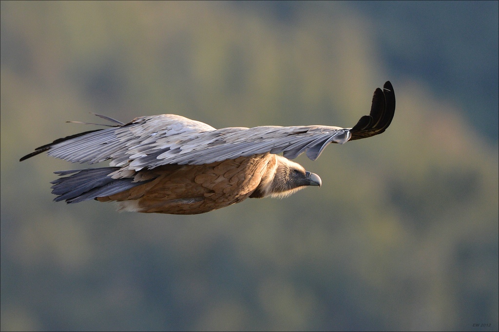 aacomp Extremadura 20120421 1284