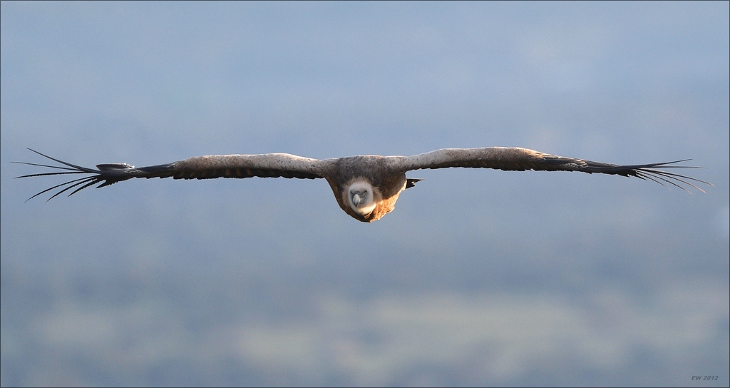aacomp Extremadura 20120421 1332