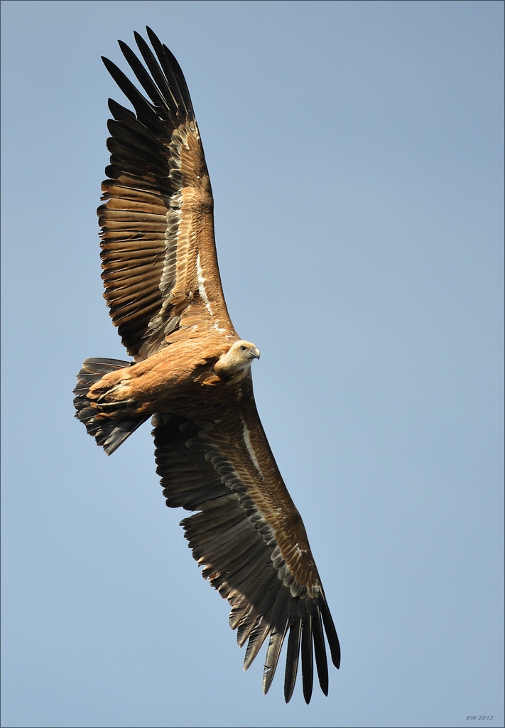 aacomp Extremadura 20120422 2034
