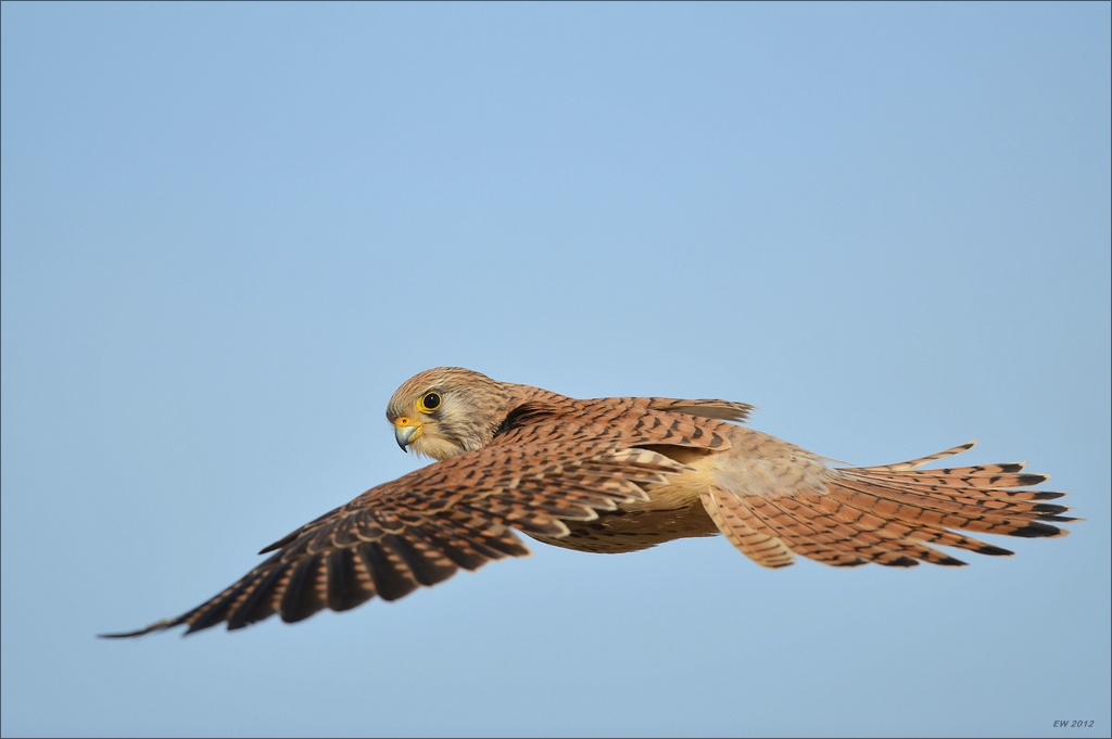 aacomp Extremadura 20120423 5281