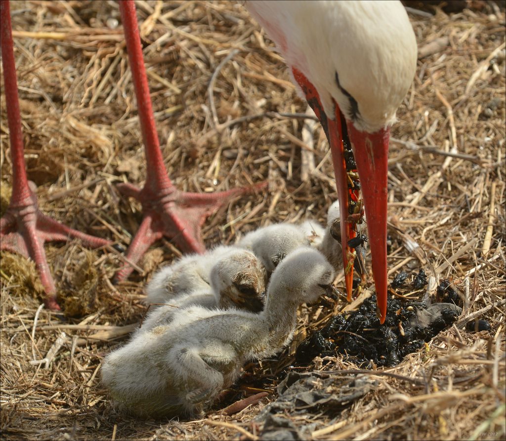 aacomp Extremadura 20120423 6304