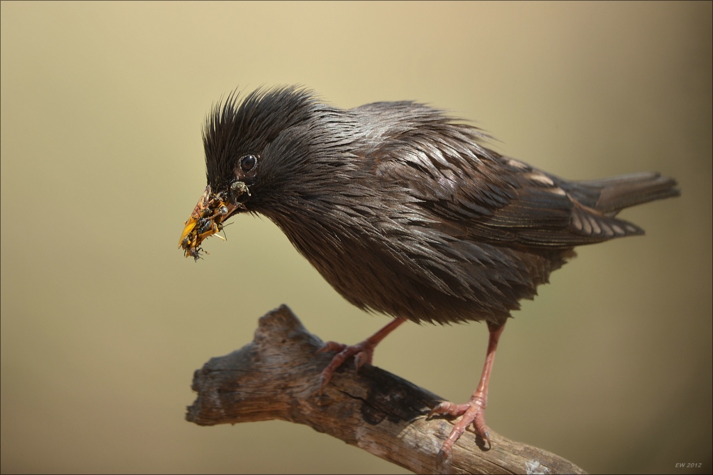 aacomp Extremadura 20120423 6679