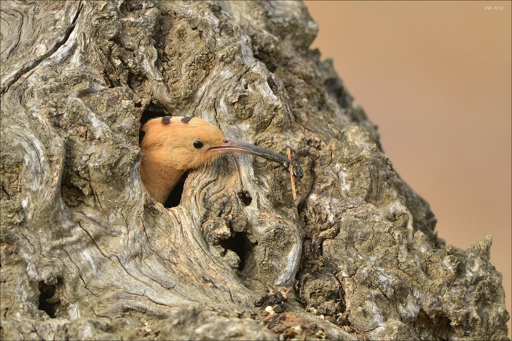 aacomp Extremadura 20120423 7070