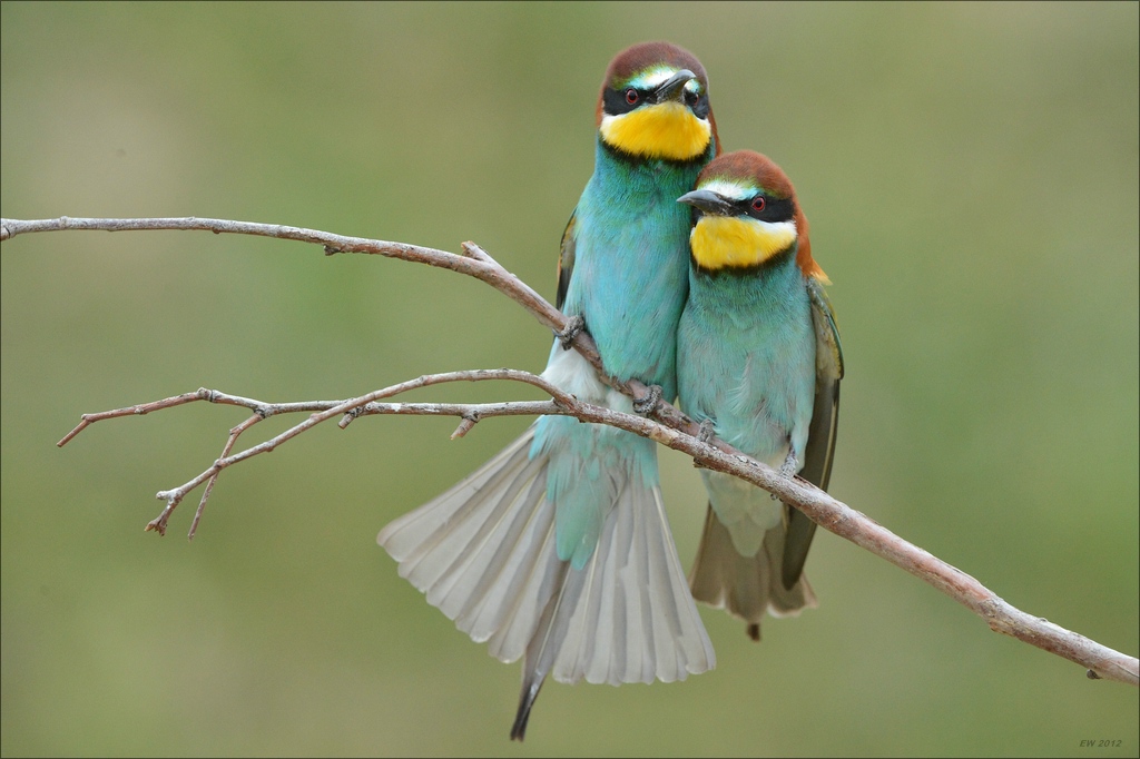 aacomp Extremadura 20120425 9221