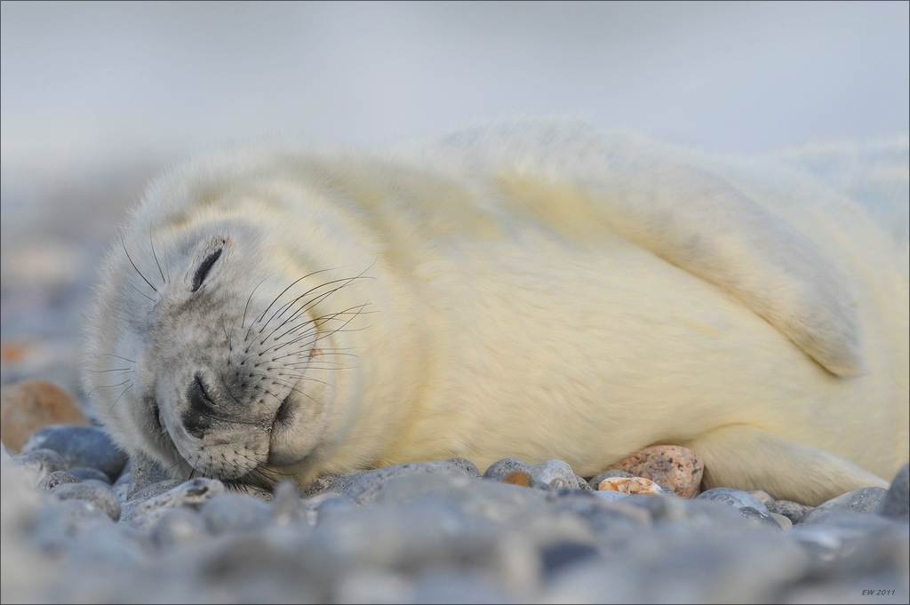 aacomp Helgoland 20111230 3667