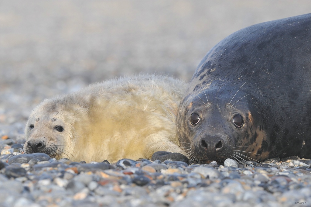aacomp Helgoland 20120101 10098