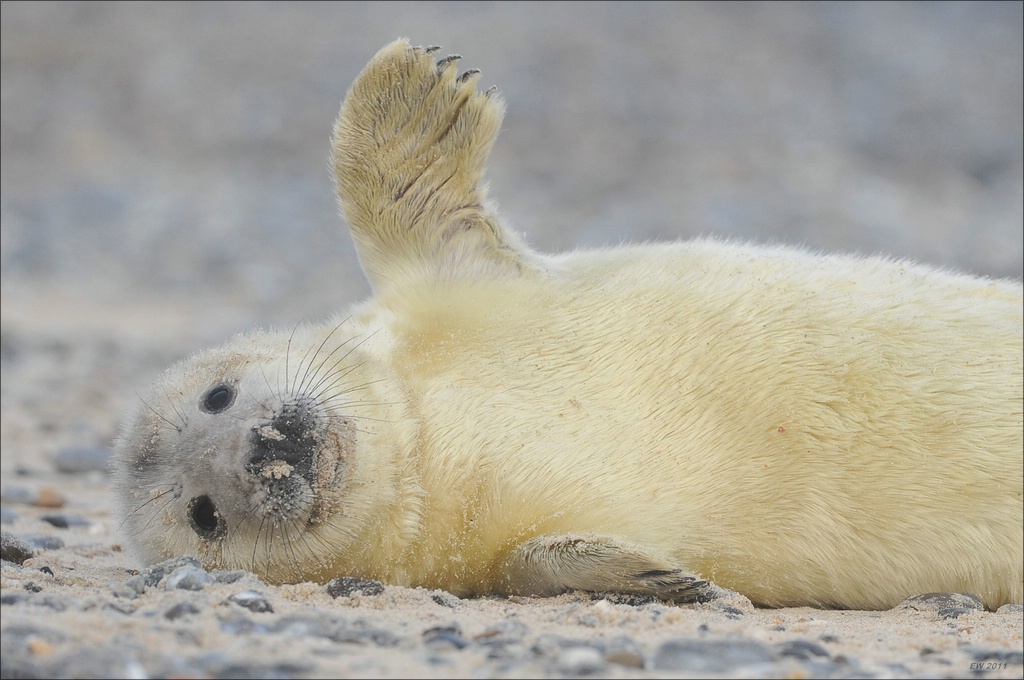aacomp Helgoland 20120101 10477