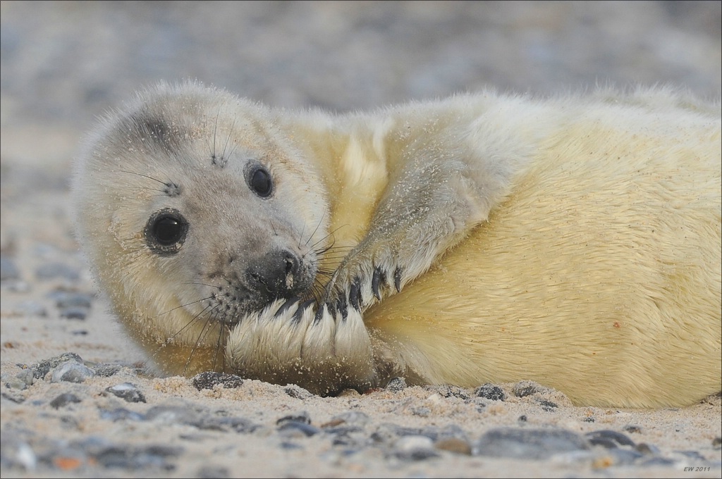 aacomp Helgoland 20120101 10514