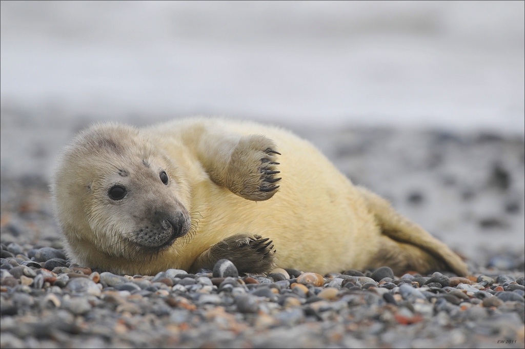 aacomp Helgoland 20120101 8779