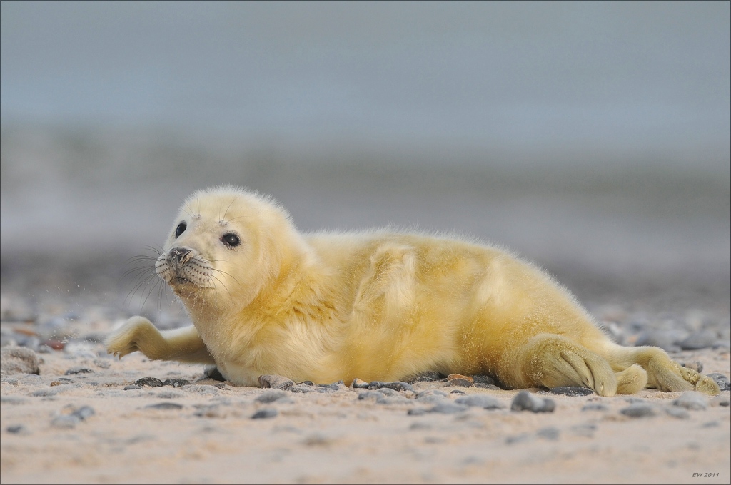 aacomp Helgoland 20120102 12021