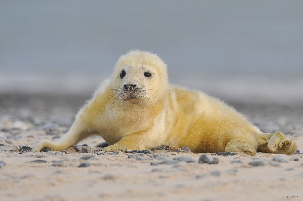 aacomp Helgoland 20120102 12028