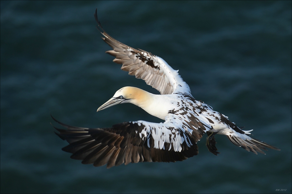 aacomp Helgoland 20120630 4800