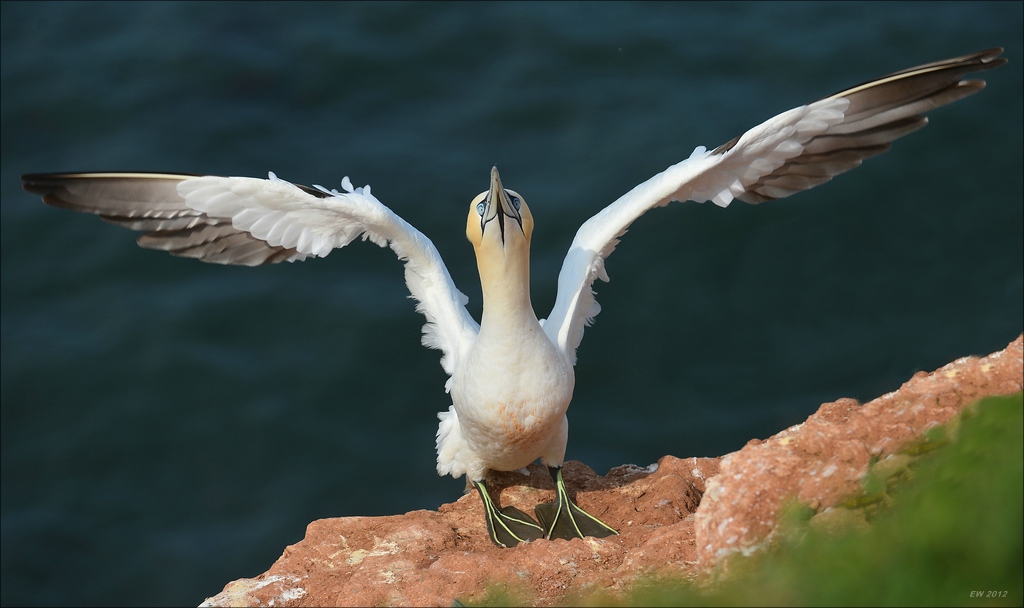 aacomp Helgoland 20120630 5233