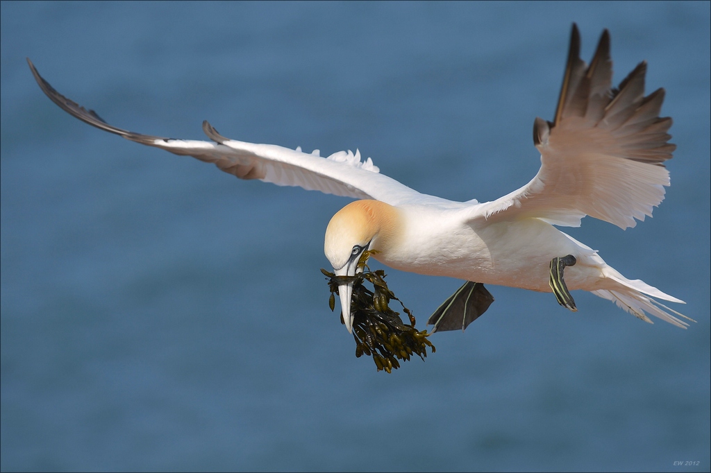 aacomp Helgoland 20120630 5517