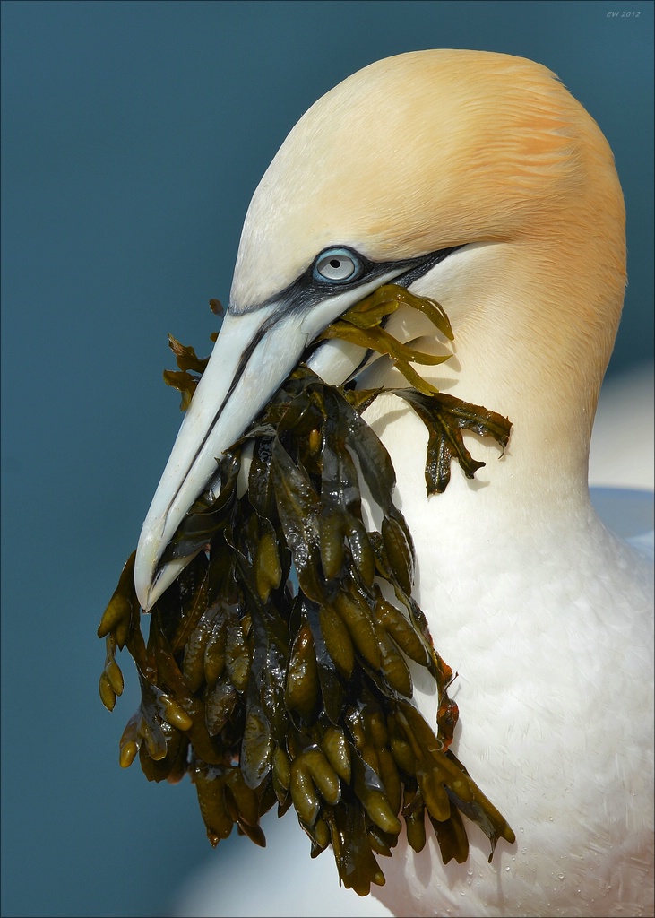 aacomp Helgoland 20120630 5539