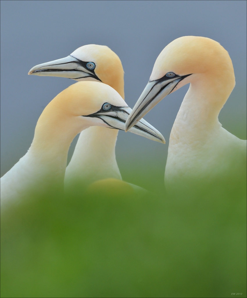 aacomp Helgoland 20120630 7404