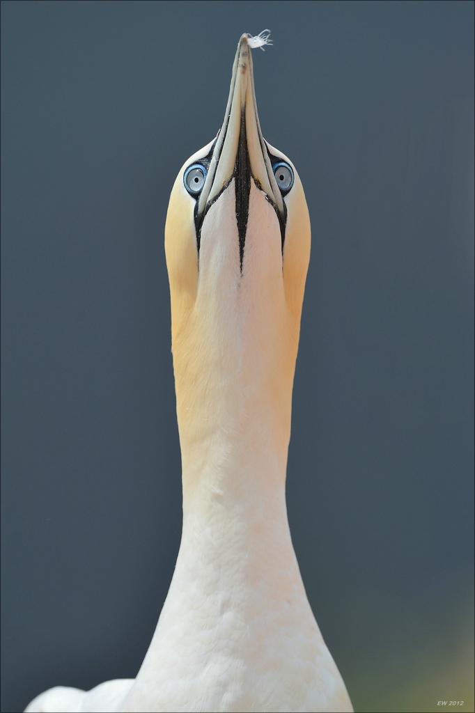 aacomp Helgoland 20120630 7531