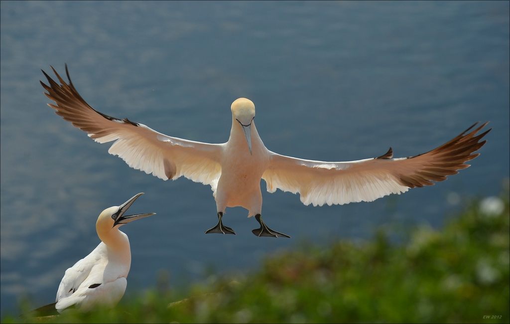 aacomp Helgoland 20120630 8430