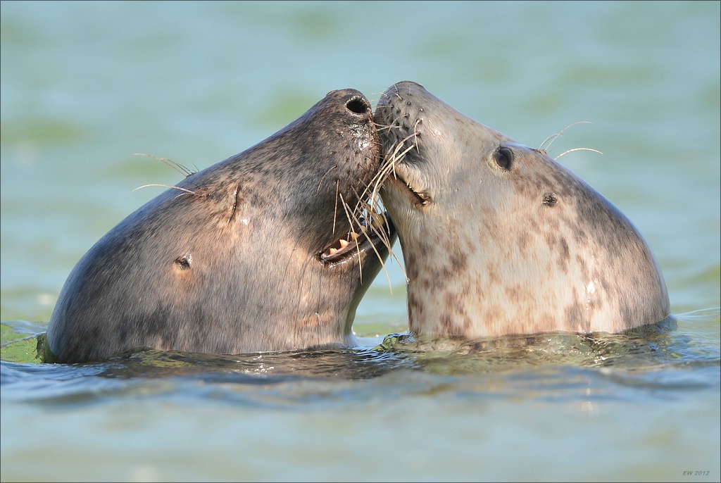 aacomp Helgoland 20120701 10463