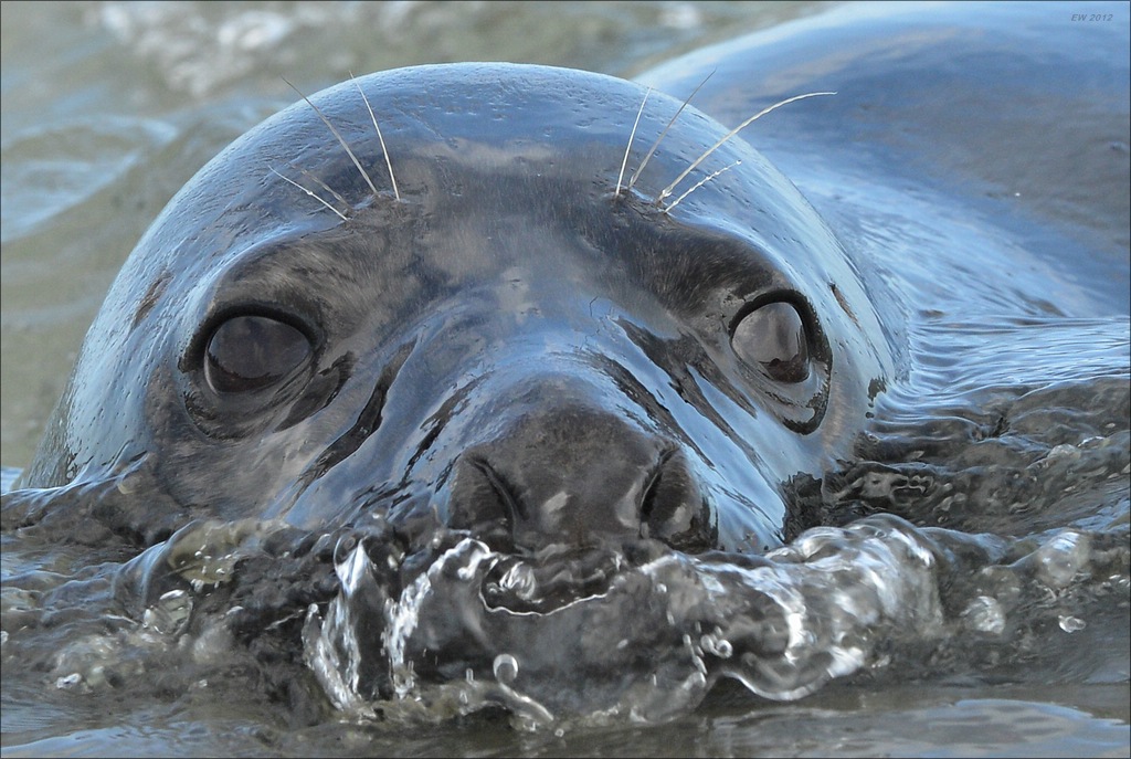aacomp Helgoland 20120701 10799