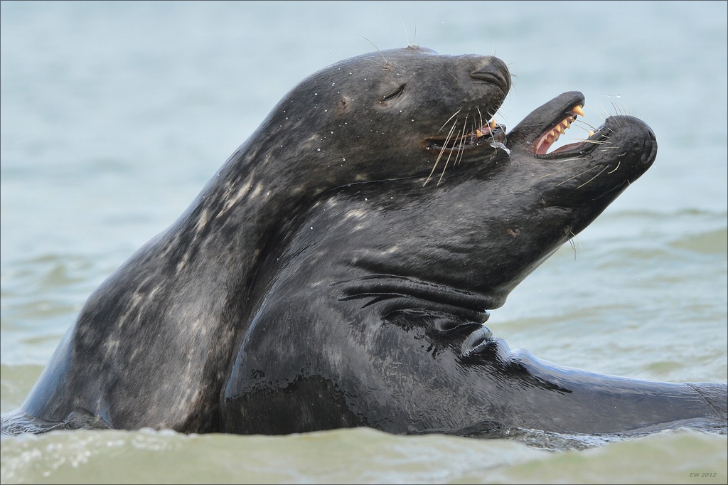 aacomp Helgoland 20120701 11521