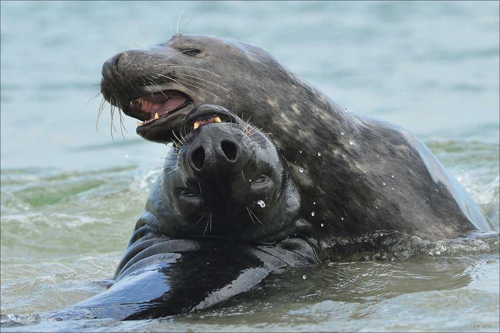 aacomp Helgoland 20120701 11751