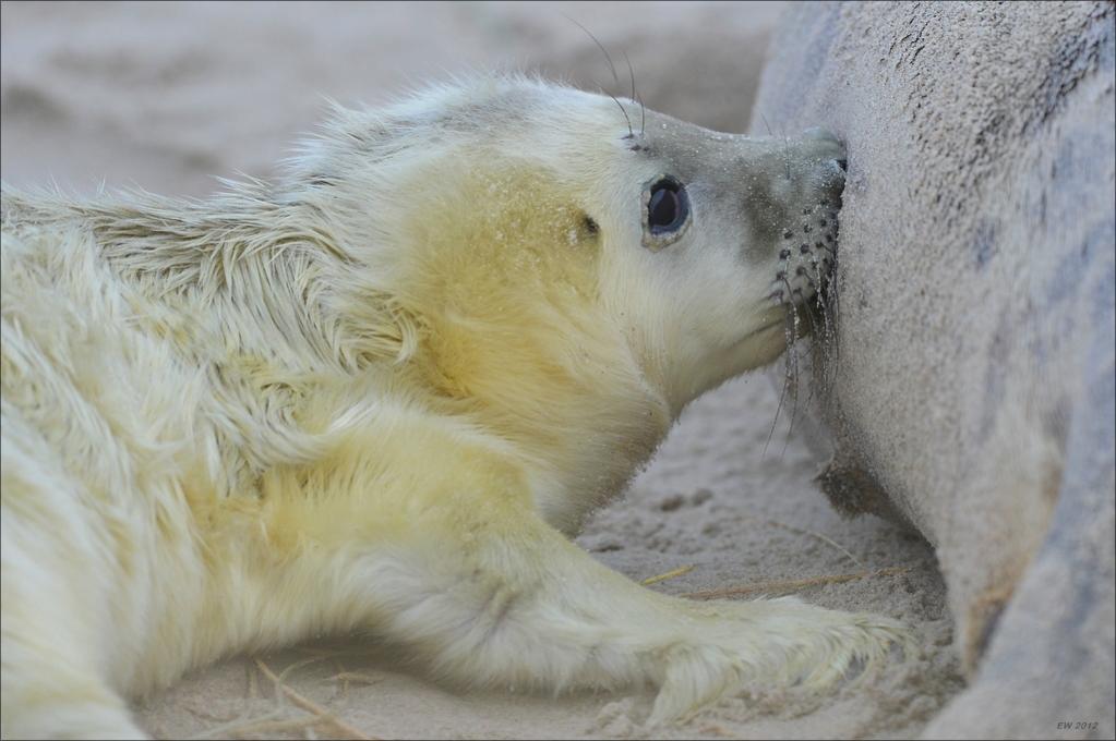 aacomp Helgoland 20121223 03582