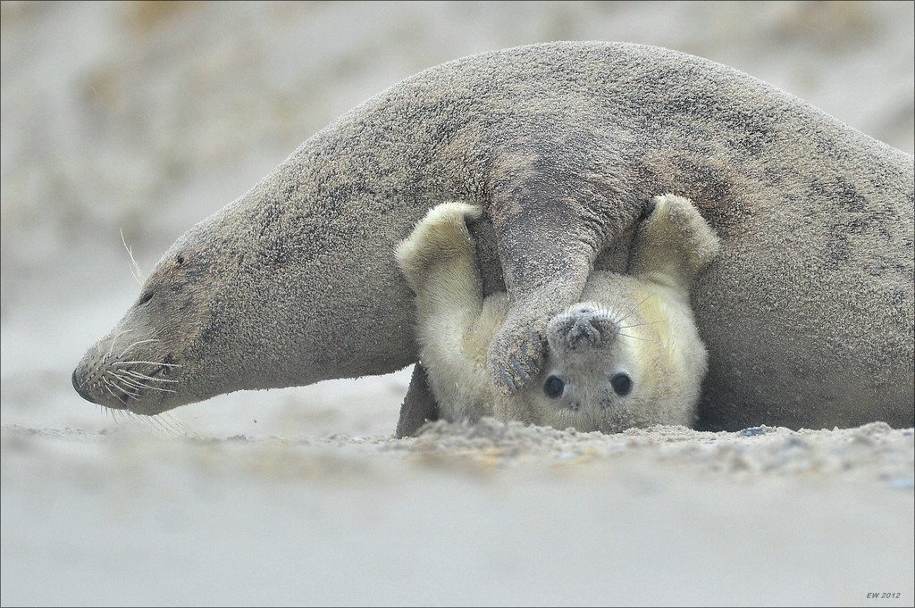 aacomp Helgoland 20121225 09449