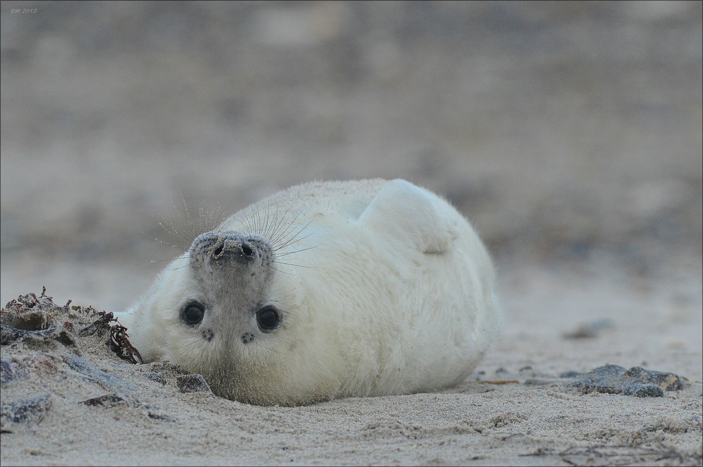 aacomp Helgoland 20121225 11889