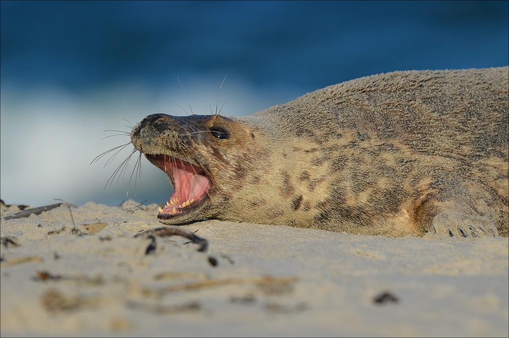 aacomp Helgoland 20130111 0658