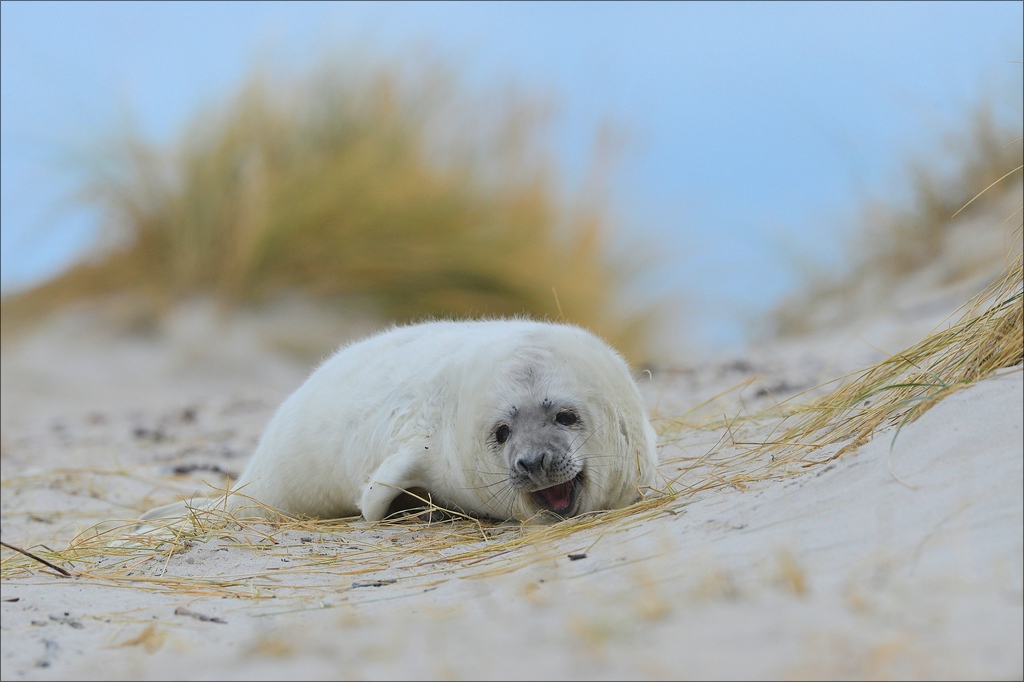 aacomp Helgoland 20130112 4792