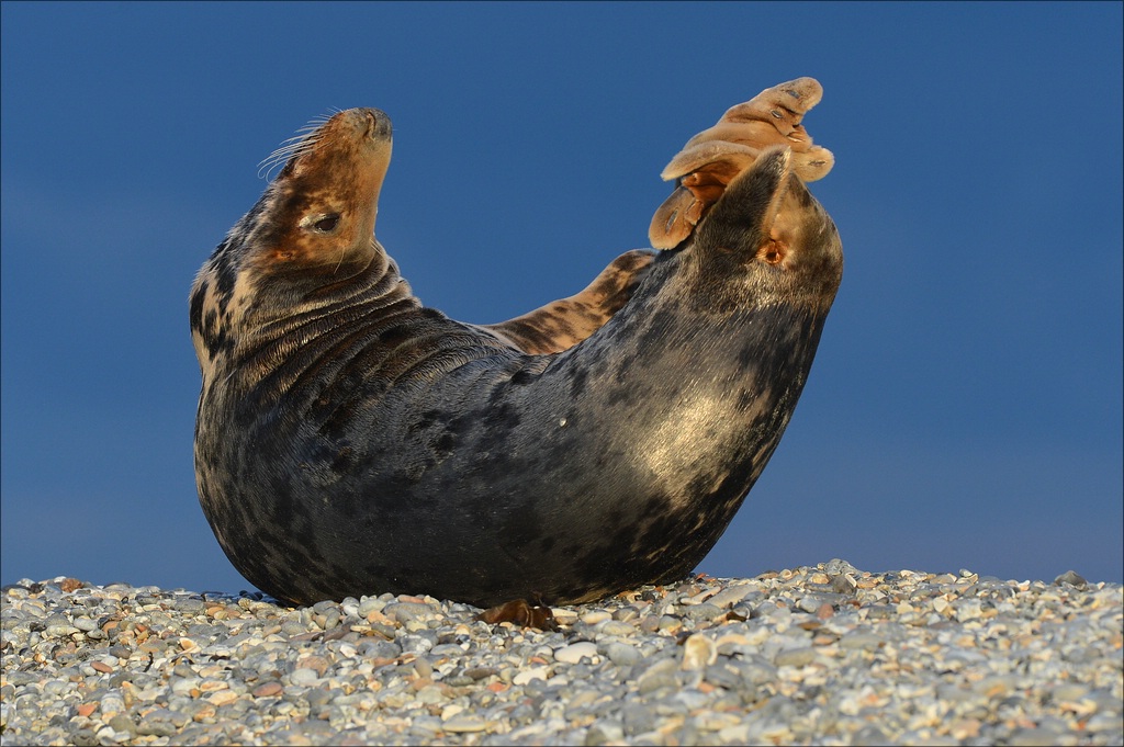 aacomp Helgoland 20130112 5521