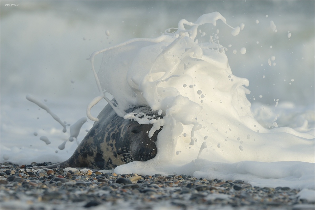 aacomp helgoland 20141227 1525