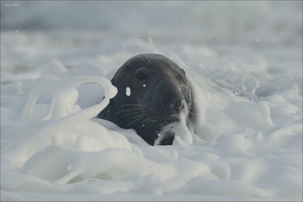 aacomp helgoland 20141227 1671