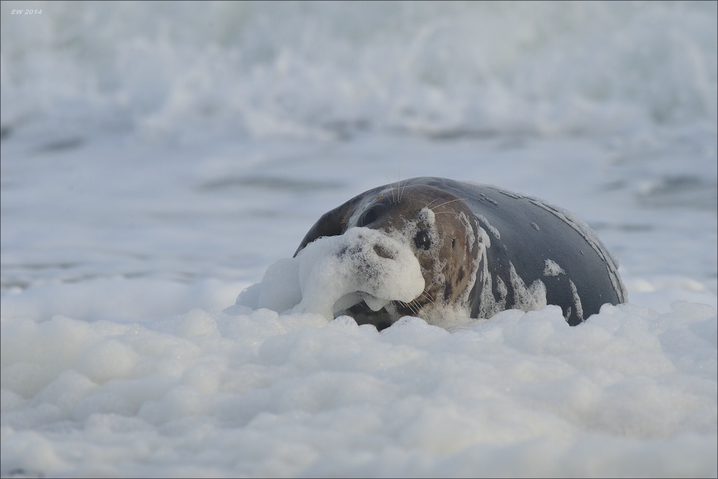 aacomp helgoland 20141227 1744