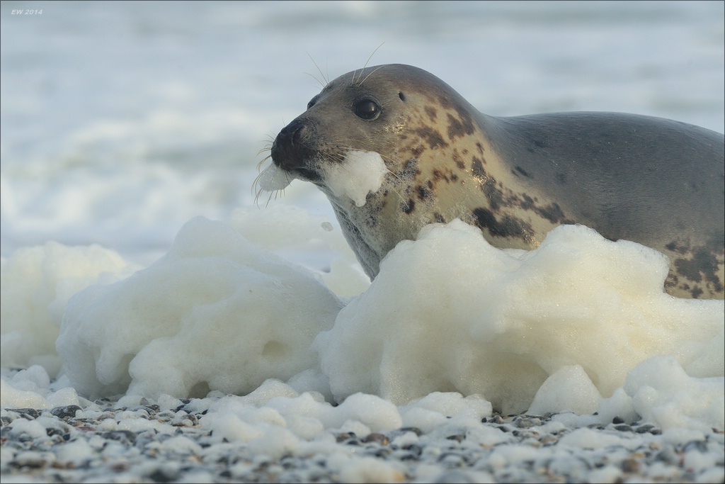 aacomp helgoland 20141227 1777