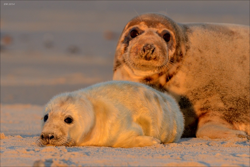 aacomp helgoland 20141228 2769 01