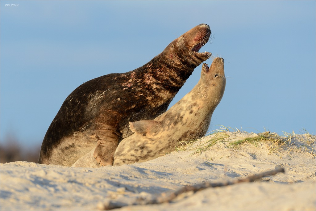 aacomp helgoland 20141228 3231