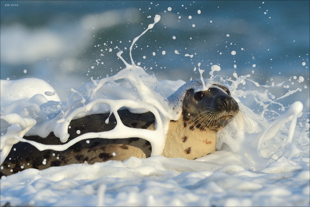 aacomp helgoland 20141228 3331