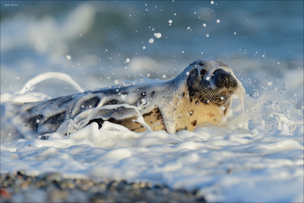 aacomp helgoland 20141228 3332