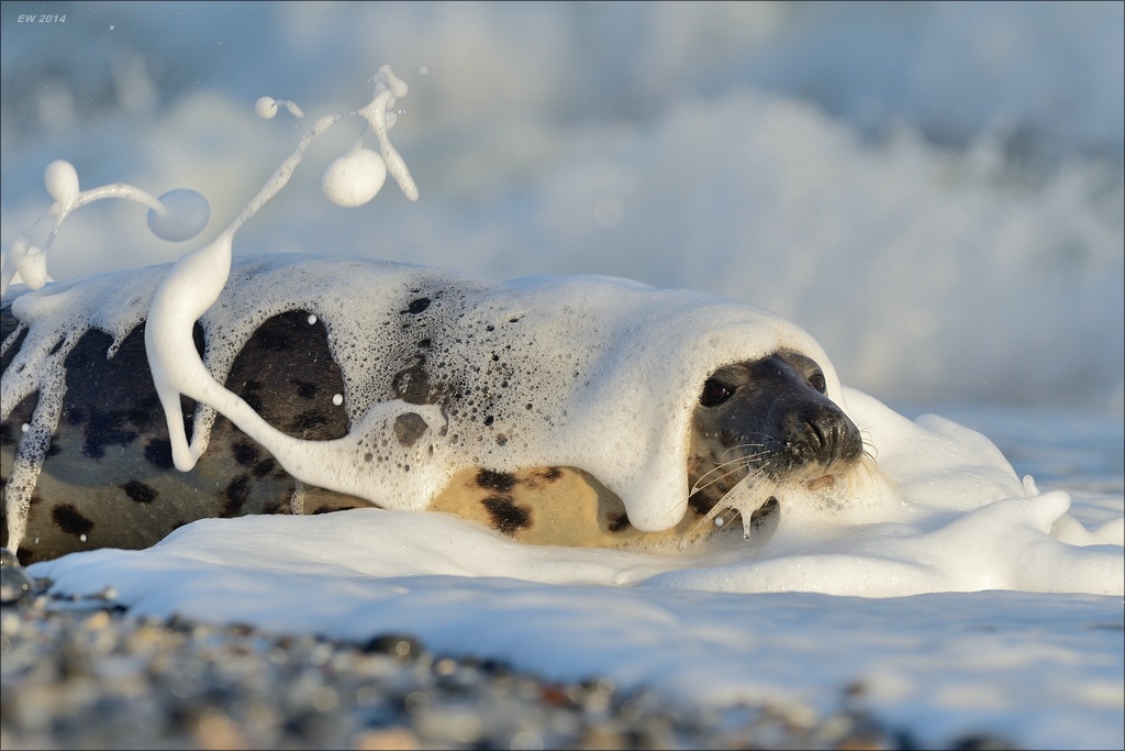 aacomp helgoland 20141228 3340 01 01