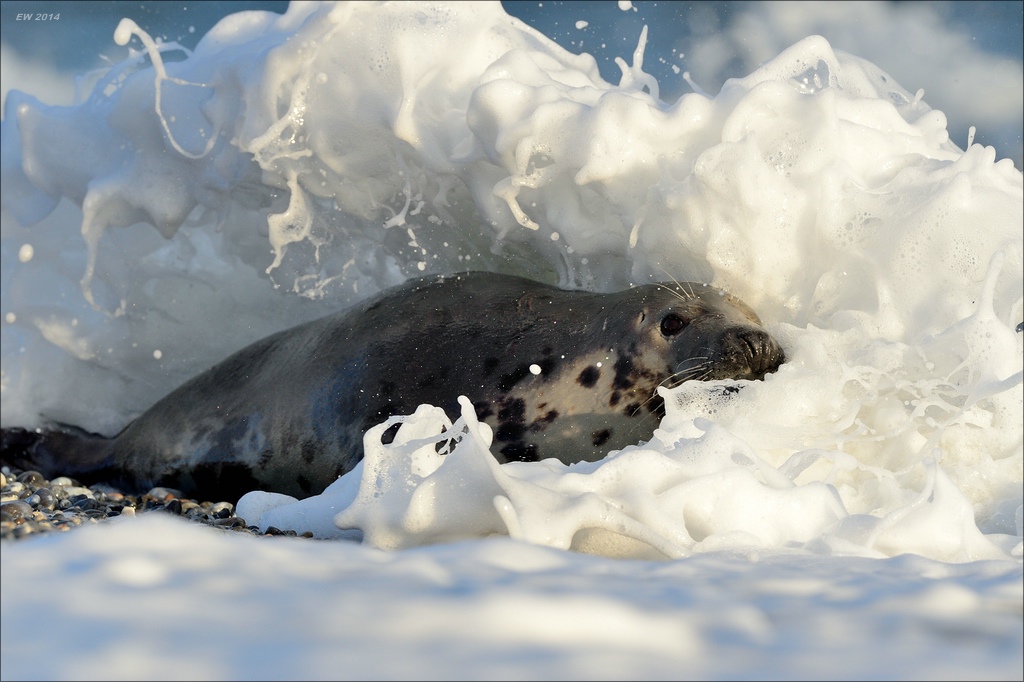 aacomp helgoland 20141228 3373a