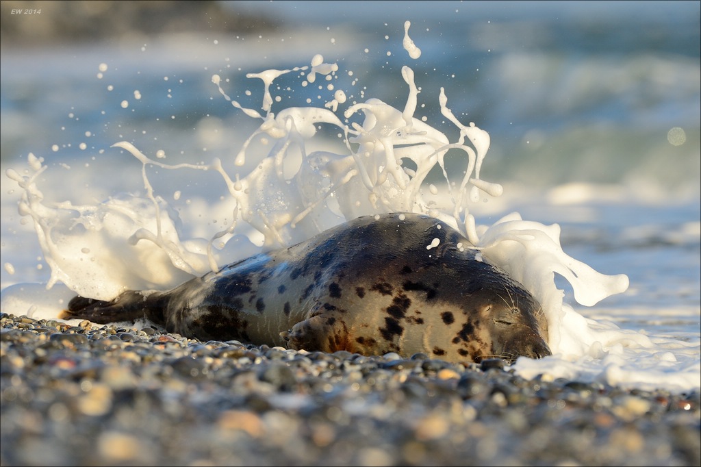aacomp helgoland 20141228 3528