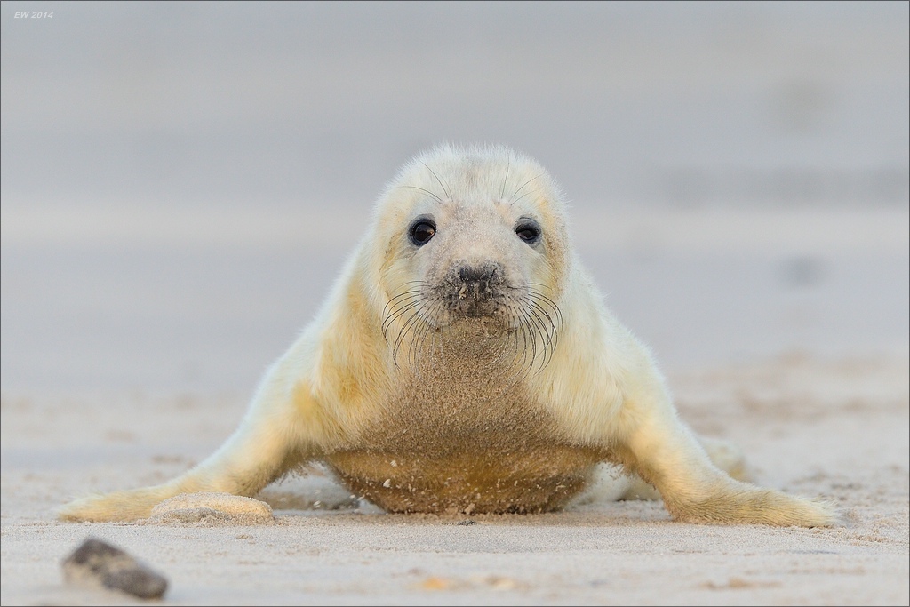 aacomp helgoland 20141229 5401