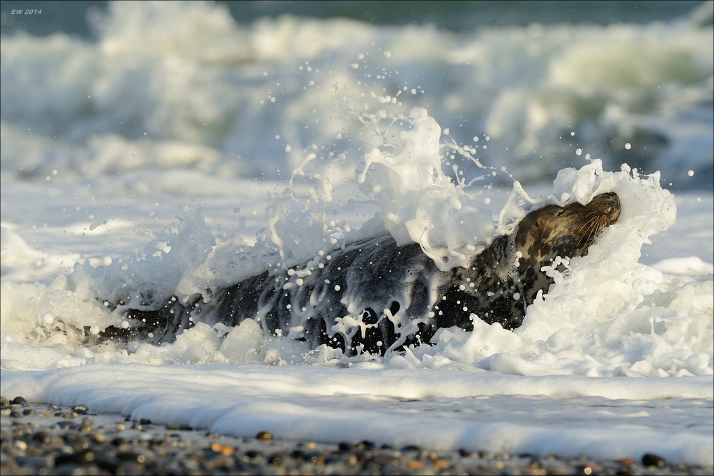 aacomp helgoland 20141229 5916