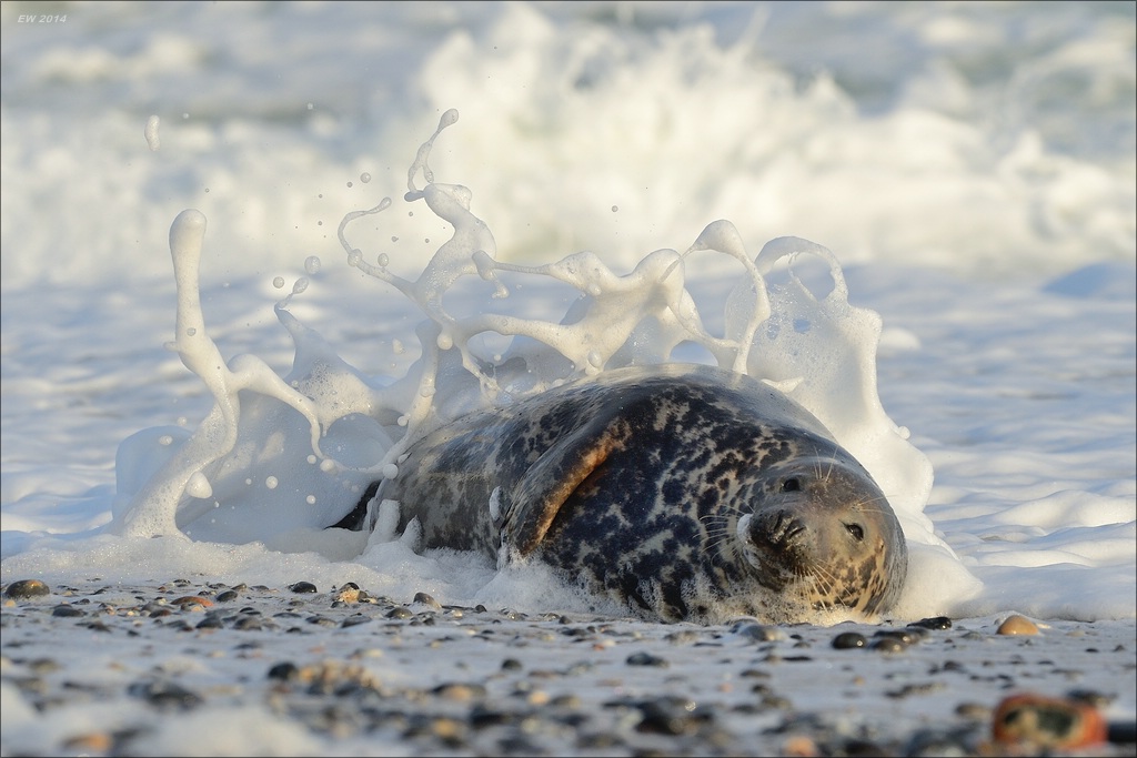 aacomp helgoland 20141229 6165