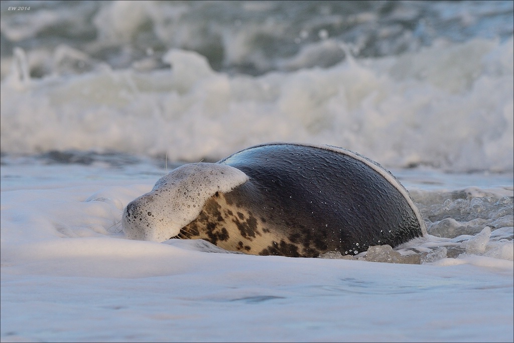 aacomp helgoland 20141229 7060