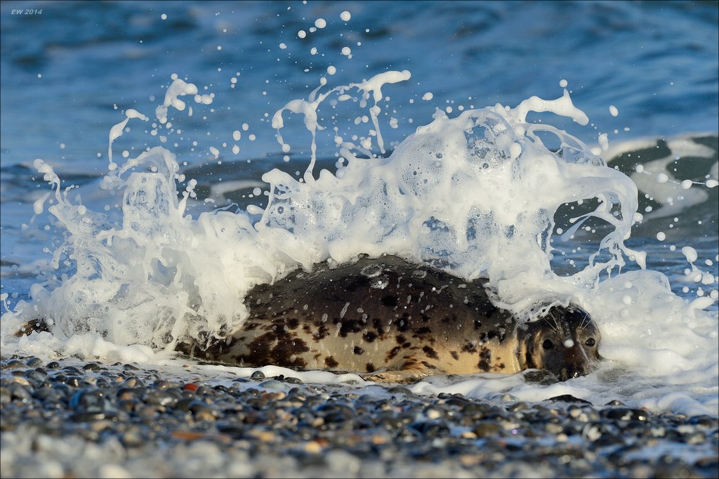 aacomp helgoland 20141229 7365