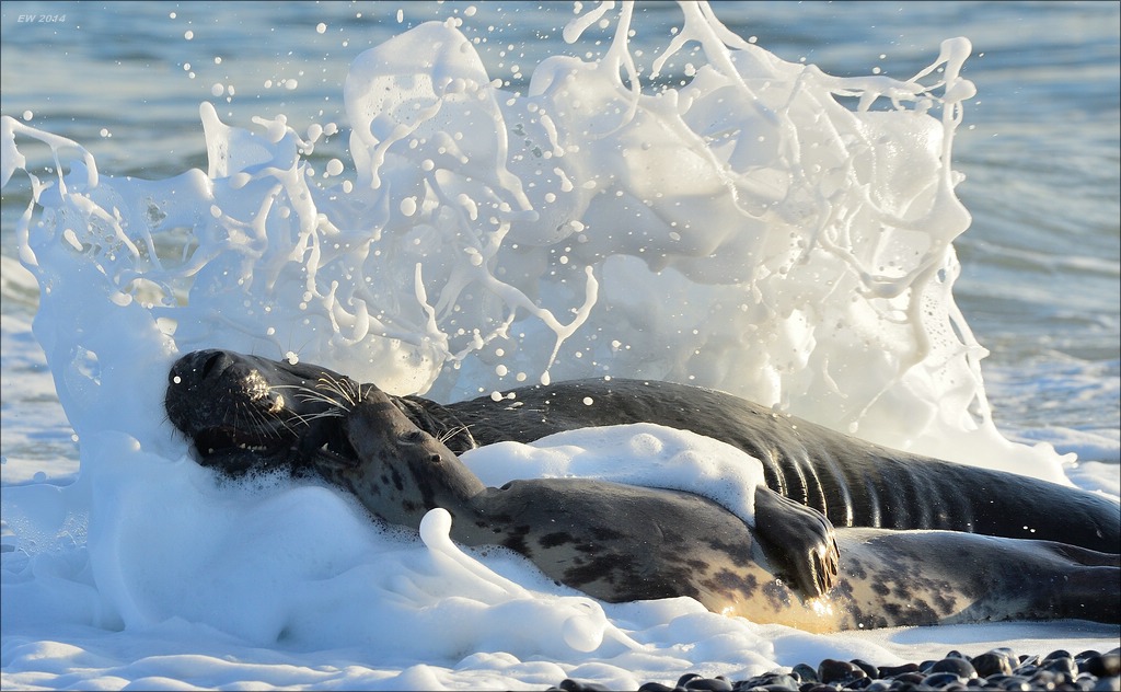 aacomp helgoland 20141229 7699